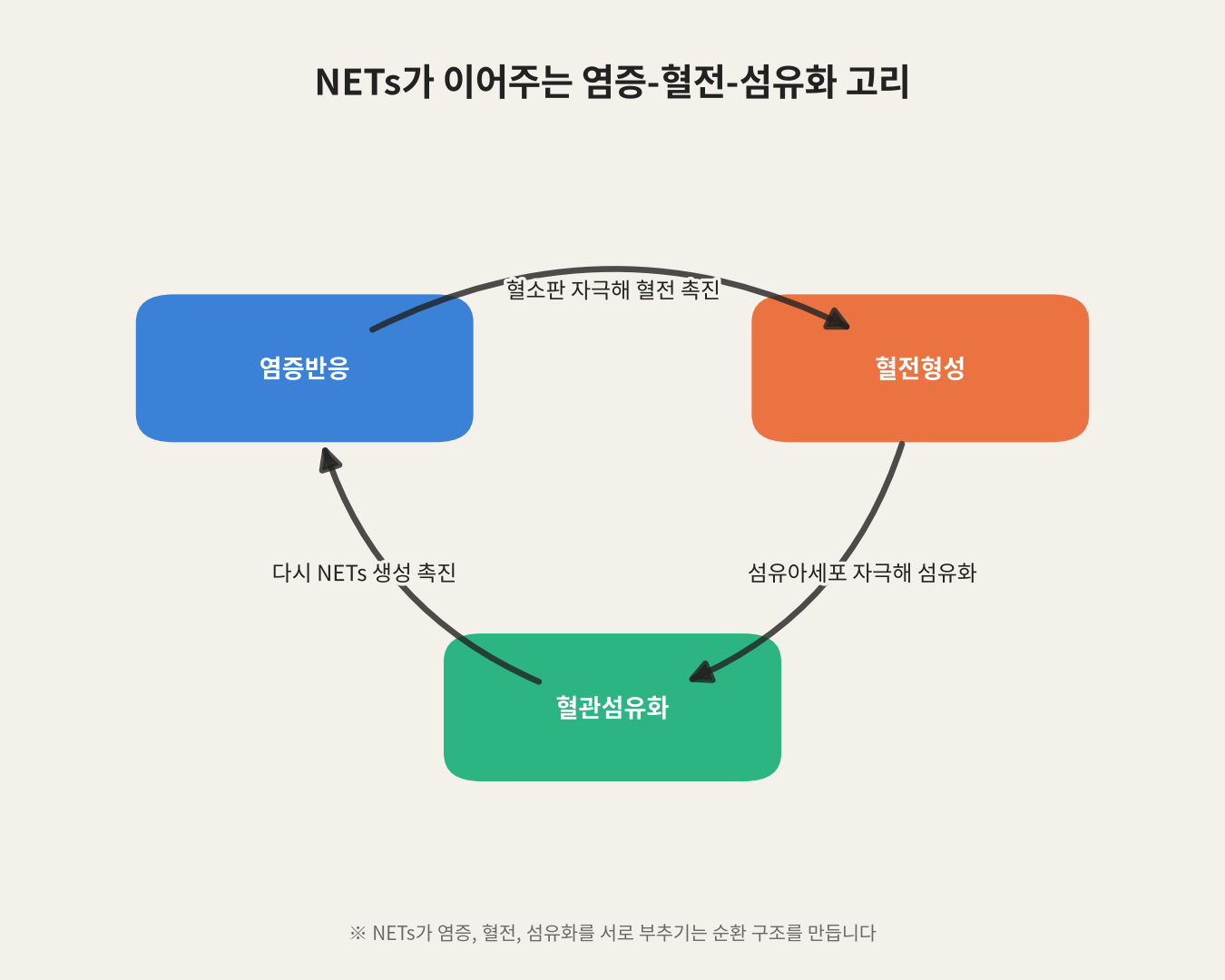 NETs가 이어주는 염증-혈전-섬유화 고리
