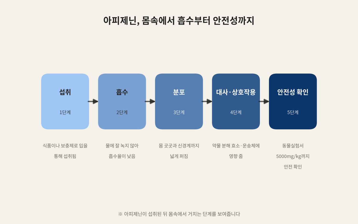 아피제닌, 몸속에서 흡수부터 안전성까지