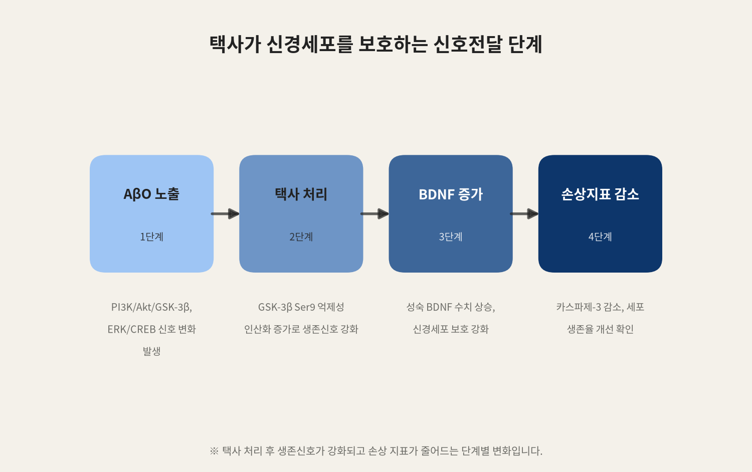 택사가 신경세포를 보호하는 신호전달 단계