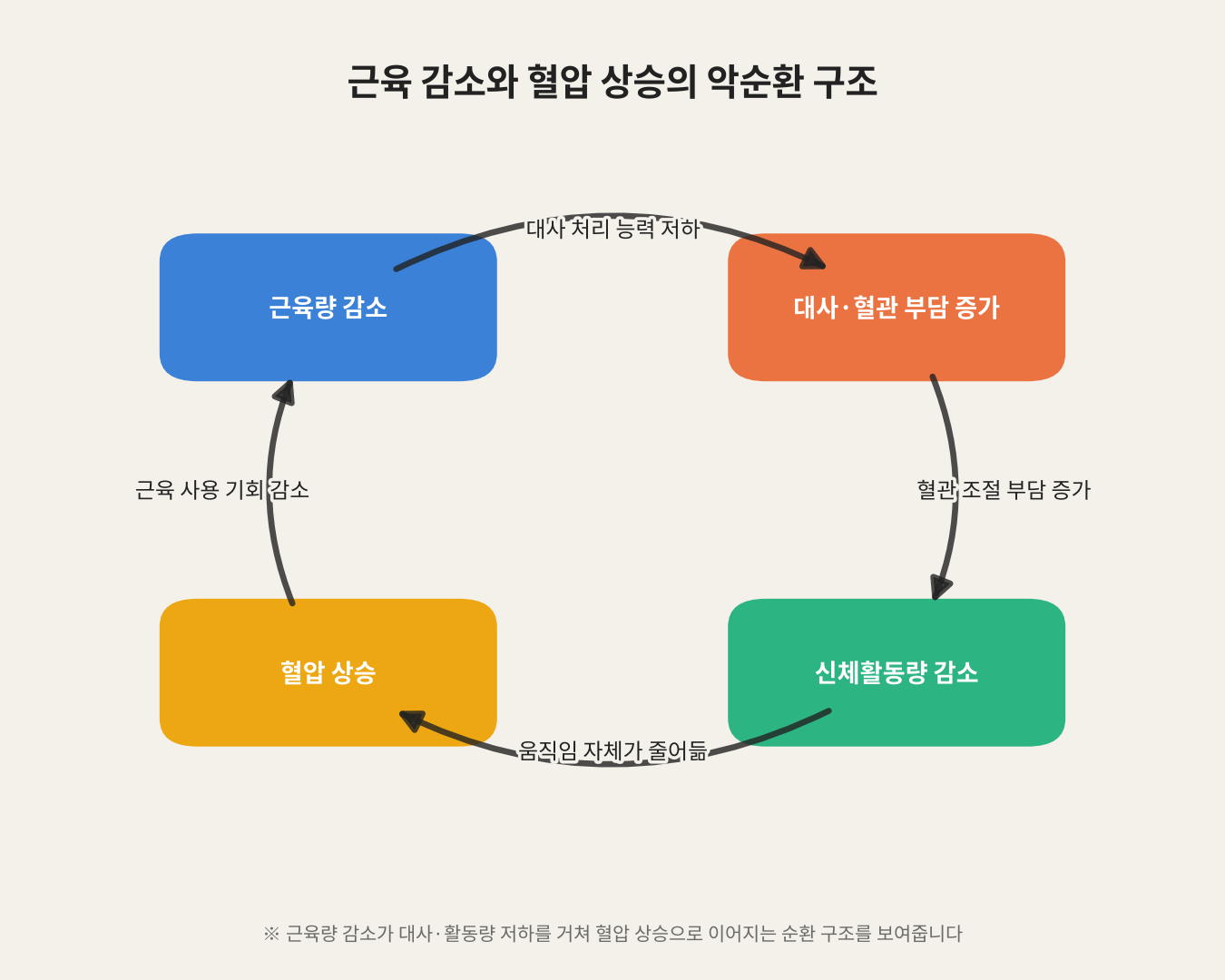 근육 감소와 혈압 상승의 악순환 구조