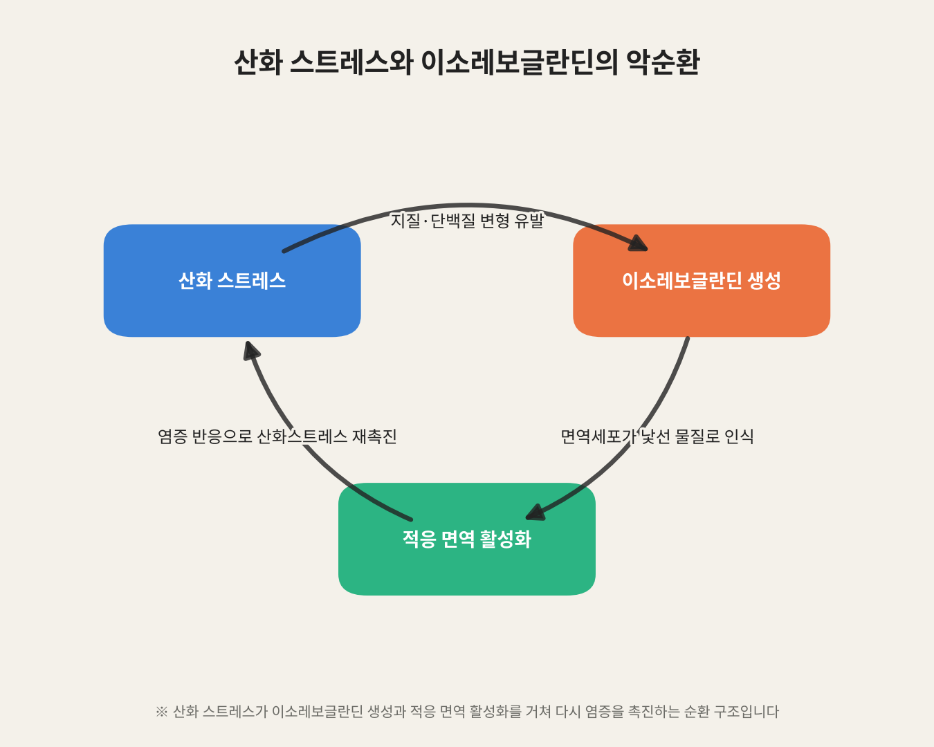 산화 스트레스와 이소레보글란딘의 악순환