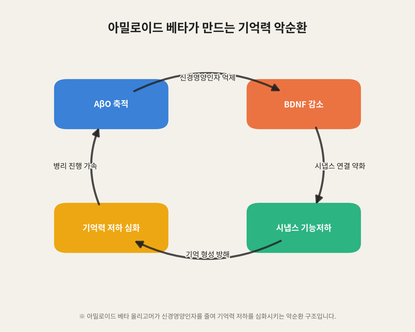 아밀로이드 베타가 만드는 기억력 악순환