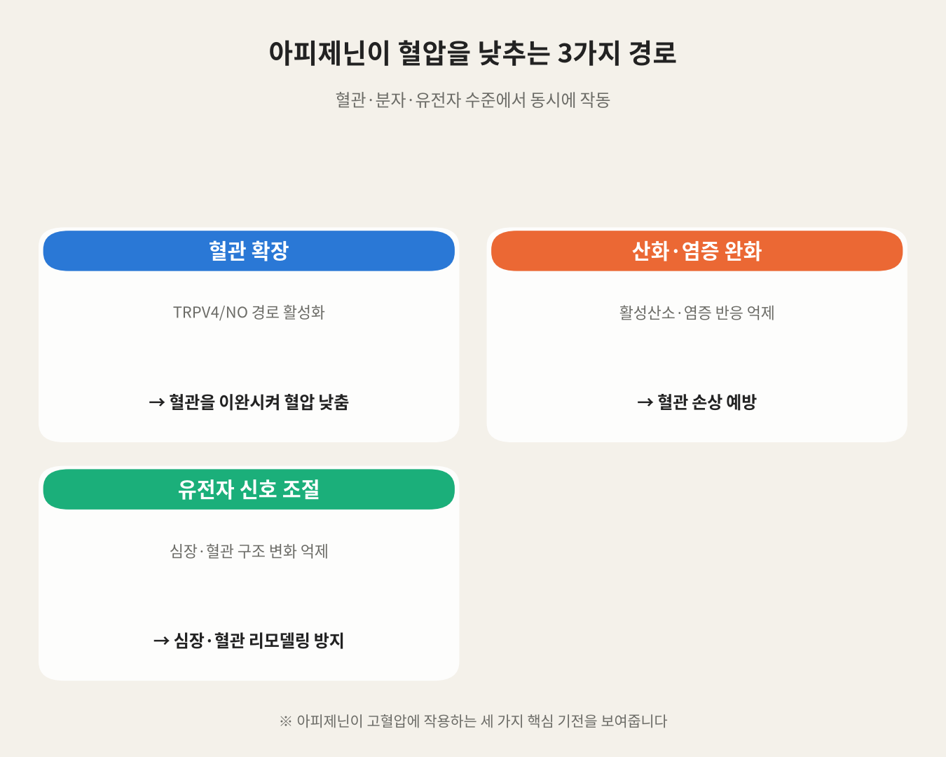아피제닌이 혈압을 낮추는 3가지 경로