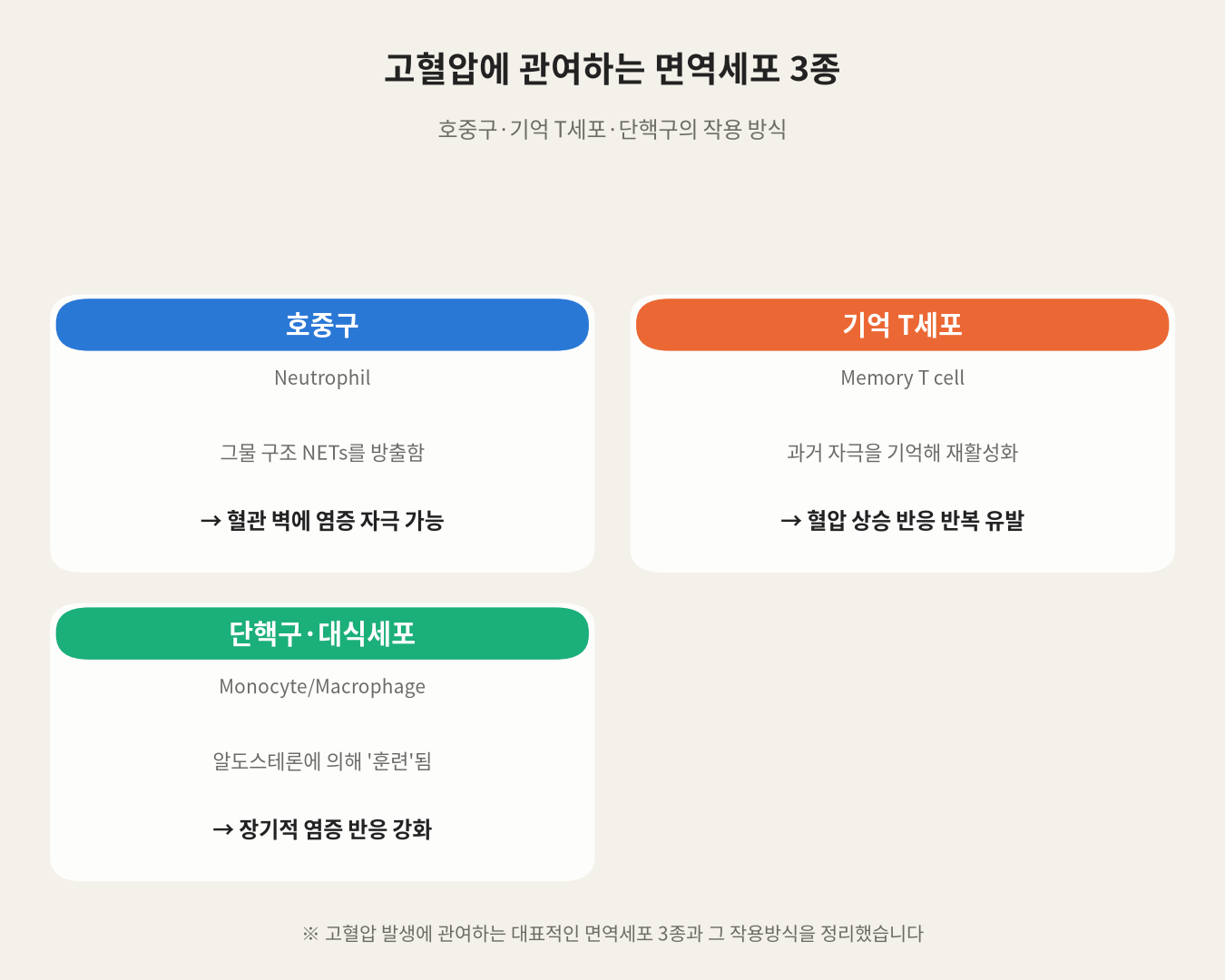고혈압에 관여하는 면역세포 3종